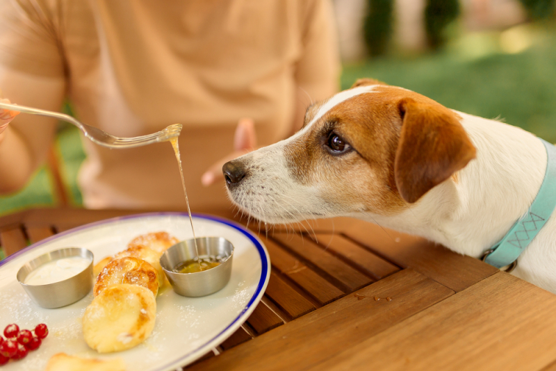 Zelfs de hond schuift aan bij jouw barbecueparty