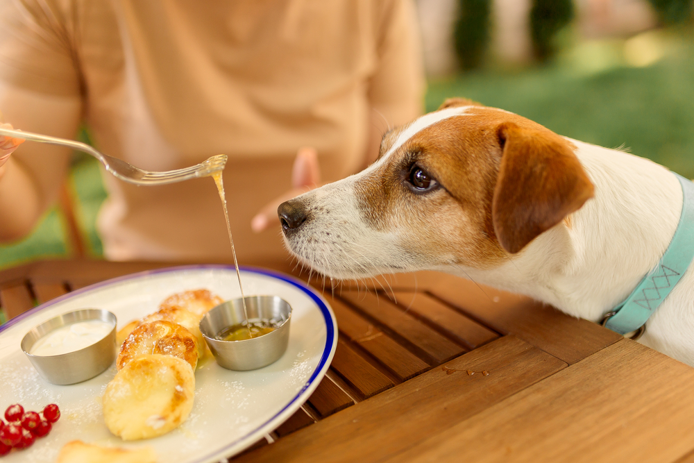 Zelfs de hond schuift aan bij jouw barbecueparty