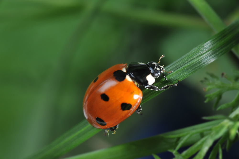  Stichting Tegen Zinloos Geweld